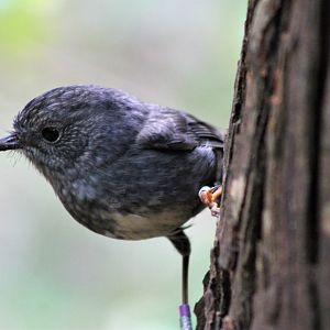 North Island Robin (Petroica australis longipes)