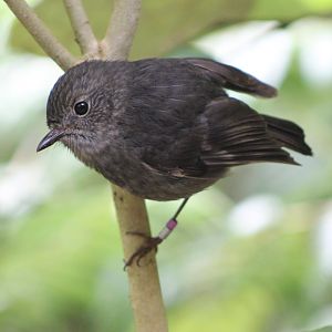 North Island Robin (Petroica australis longipes)