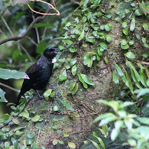Tui (Prosthemadera novaeseelandiae)