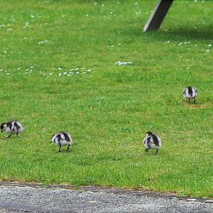Paradise Duck (Tadorna variegata), pair and chicks