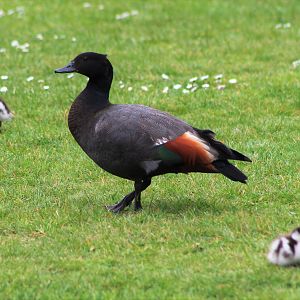 Paradise Duck (Tadorna variegata), male and chicks