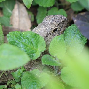 Cook Strait Tuatara (Sphenodon punctatus)