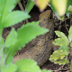 Cook Strait Tuatara (Sphenodon punctatus)