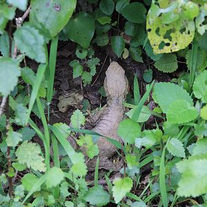 Cook Strait Tuatara (Sphenodon punctatus)