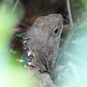 Cook Strait Tuatara (Sphenodon punctatus)