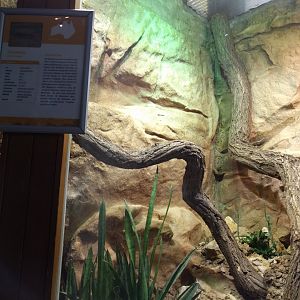 Kimberley Rock Monitor Habitat
