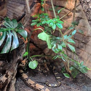 Red tailed Boa Habitat