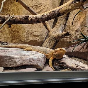 Bearded Dragon