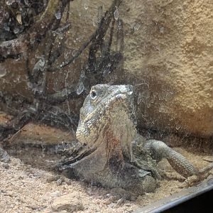 Frilled Lizard
