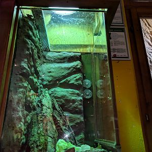 Aldabra Snail and Aldabra Millipede Habitat