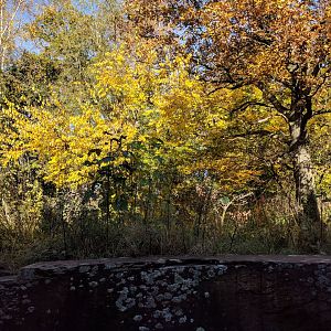Bolivian Squirrel Monkey Island