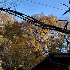 Bolivian Squirrel Monkey Overhead Trail