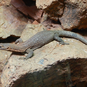 Southern Pilbara Rock Monitor