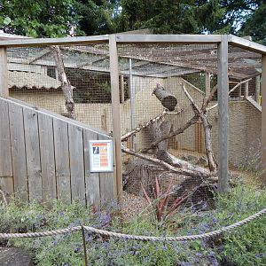 Roseate cockatoo aviary 030821