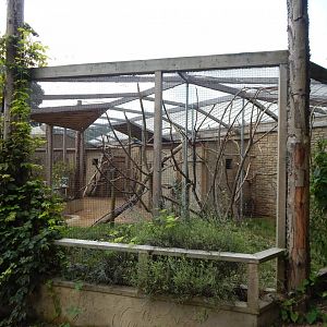 Mixed parrot aviary 030821