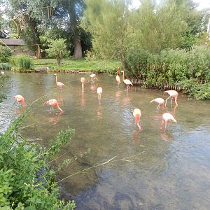 American flamingos 030821