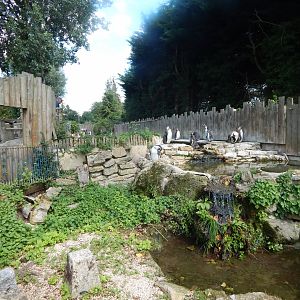 Penguin enclosure 030821