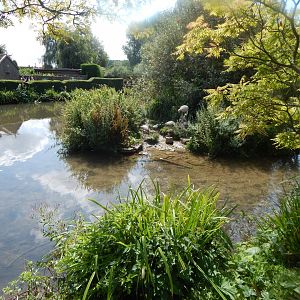 Greater flamingos 030821