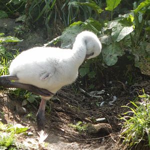 Greater flamingo chick 030821