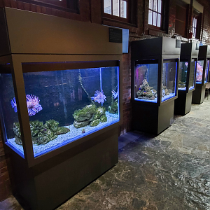 Oct. 2021 - Museum of Science - Hall of Venom - Aquatic Tanks