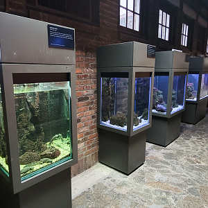 Oct. 2021 - Museum of Science - Hall of Venom - Aquatic Tanks