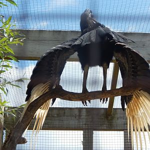 Abyssinian ground hornbill 030821