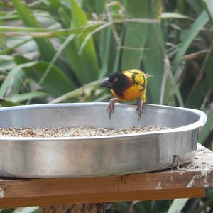 Southern masked weaver 030821