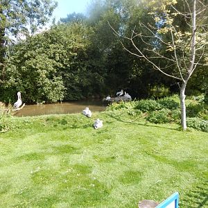 Pink-backed pelicans 030821