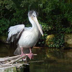 Pink-backed pelican 030821