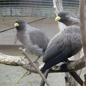 Western plaintain-eaters 030821