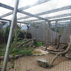 Southern ground hornbill aviary 030821