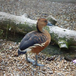 Fulvous whistling duck 030821