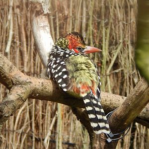Red-and-yellow barbet 030821