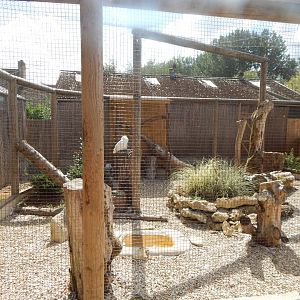 Snowy owl aviary 030821