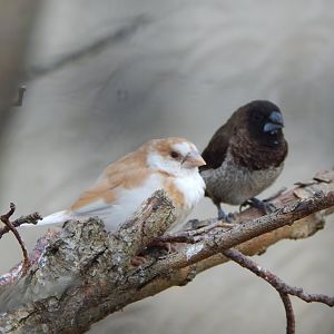 Scaly-breasted munias 030821