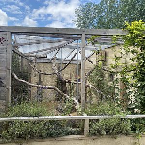 Scarlet macaw aviary 030821