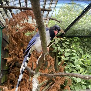 Red-billed blue magpie 030821