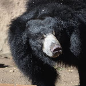Vicky - Sloth Bear