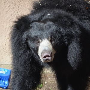 Vicky - Sloth Bear