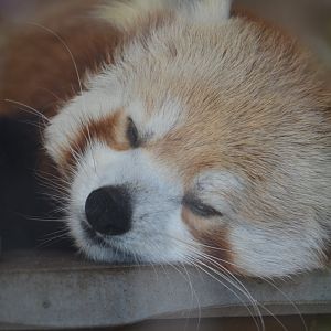 Red Panda