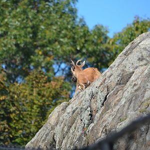 Markhor Habitat