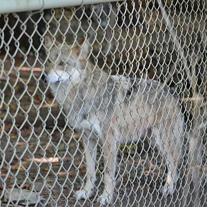 Mexican Red Wolf