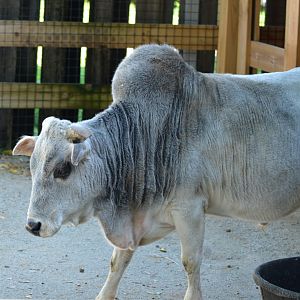 Miniature Zebu