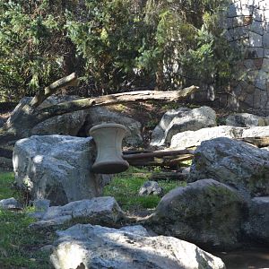American Black Bear Exhibit