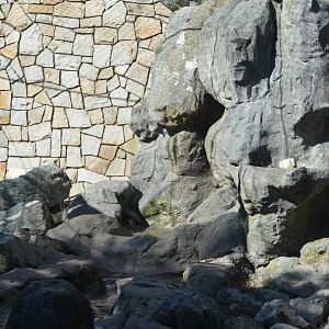 American Black Bear Exhibit