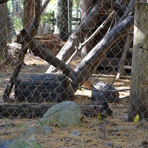 American Porcupine Exhibit