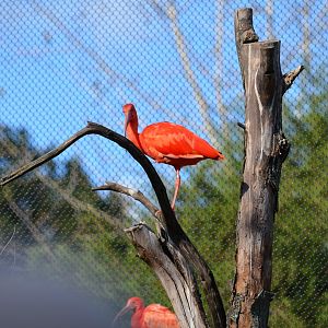 Scarlet Ibis
