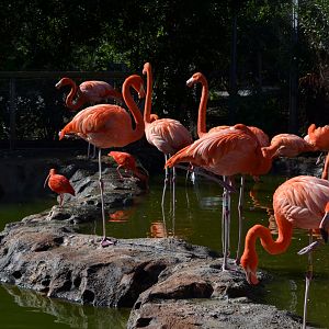 American Flamingo