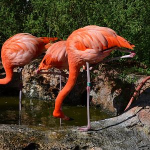 American Flamingo