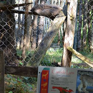 Canadian Lynx Habitat